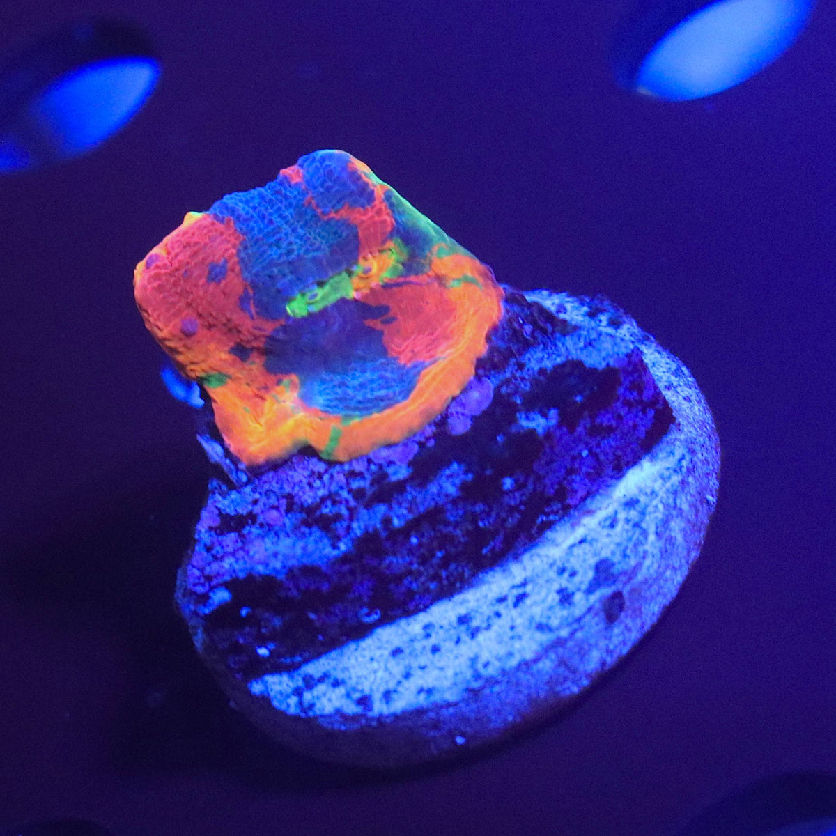 Rainbow Bugatti Chalice