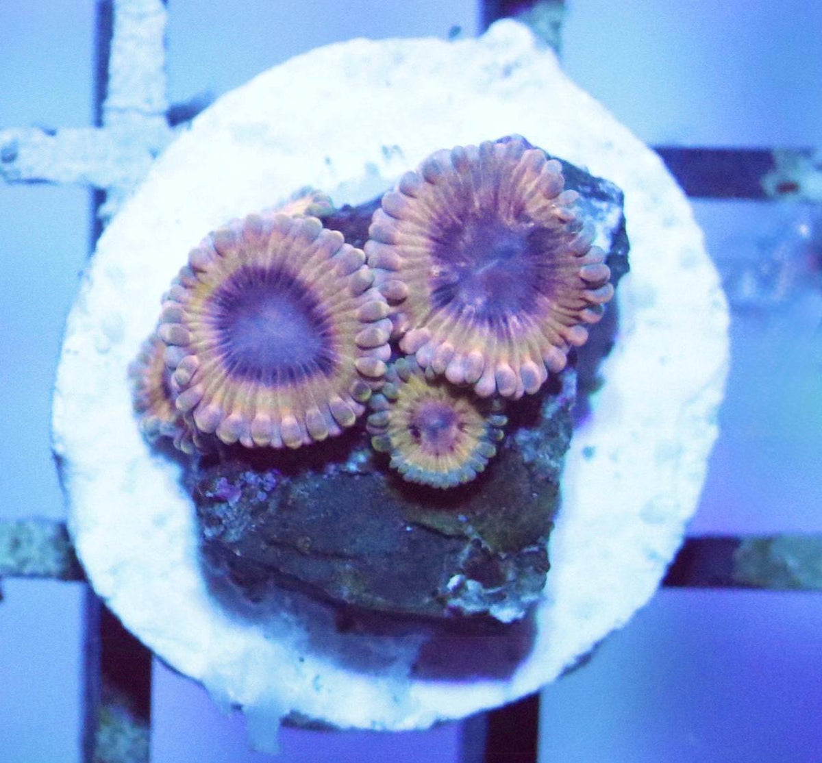 White Walker Zoa frag with pink-peach polyps, purple centers, and green-toned detail under blue aquarium lighting.