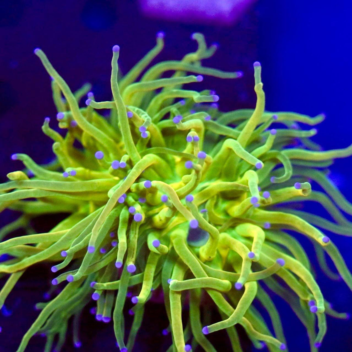 Close-up product photo showing green-yellow tentacles with purple tips under blue aquarium lighting.