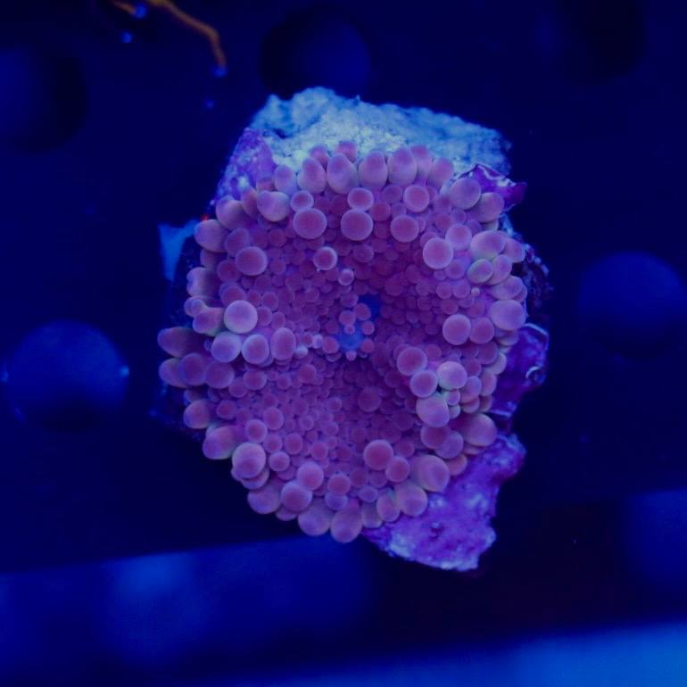 Pink-toned coral with a rounded, textured surface photographed under blue aquarium lighting.