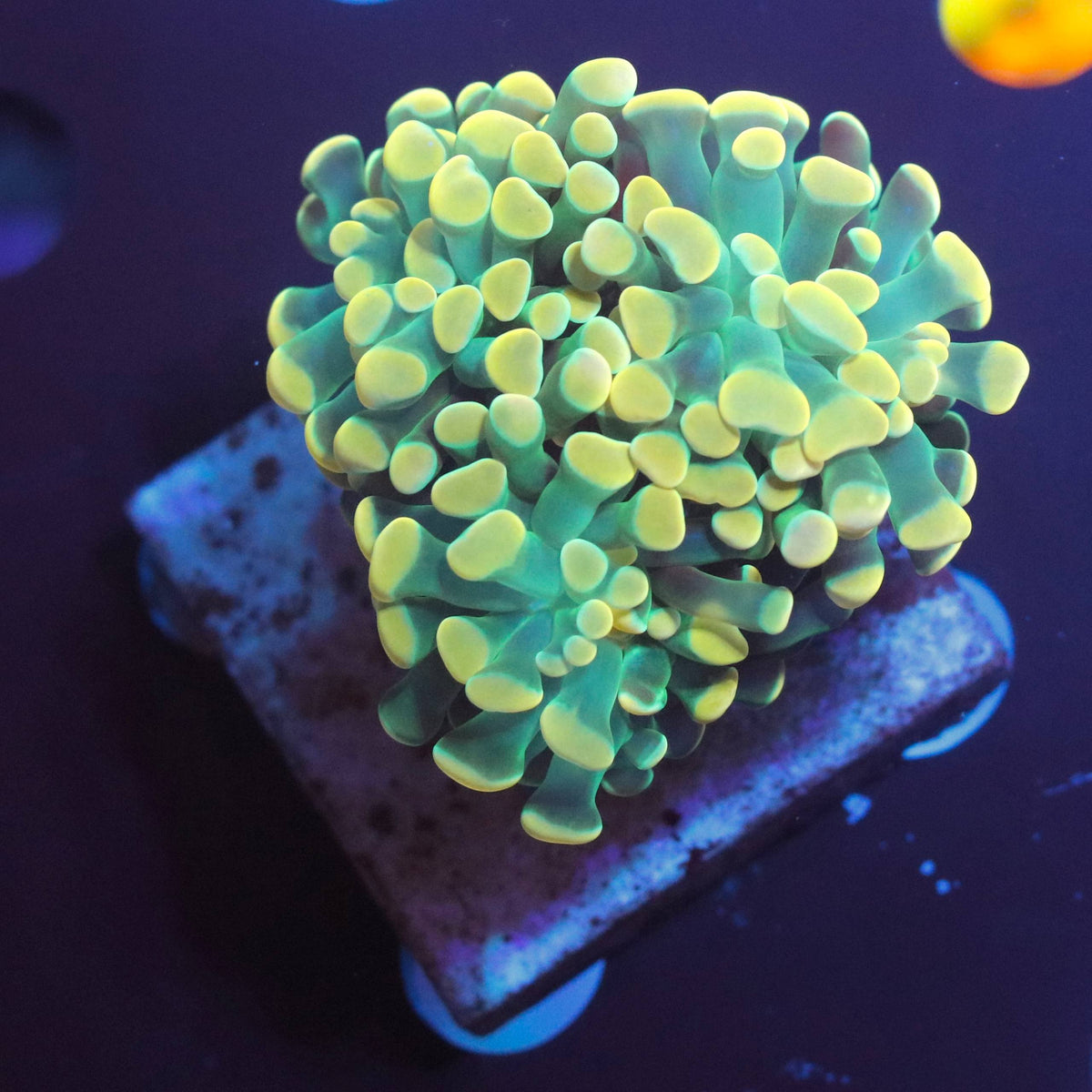 WYSIWYG coral mini-colony with green tissue and bright yellow rounded tips under aquarium lighting.