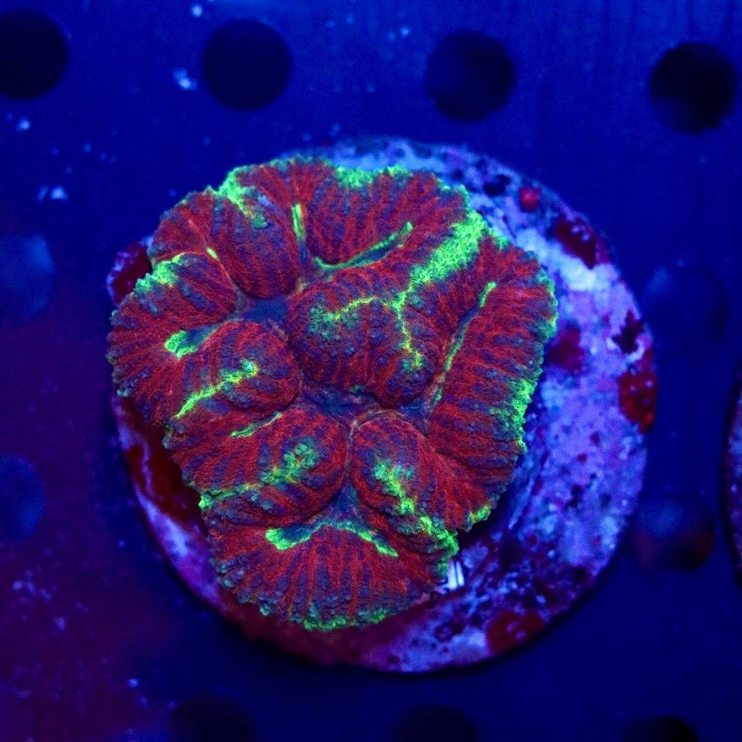 Photographed Lobophyllia colony with red-orange patterning and green accents on a round base under blue aquarium lighting.