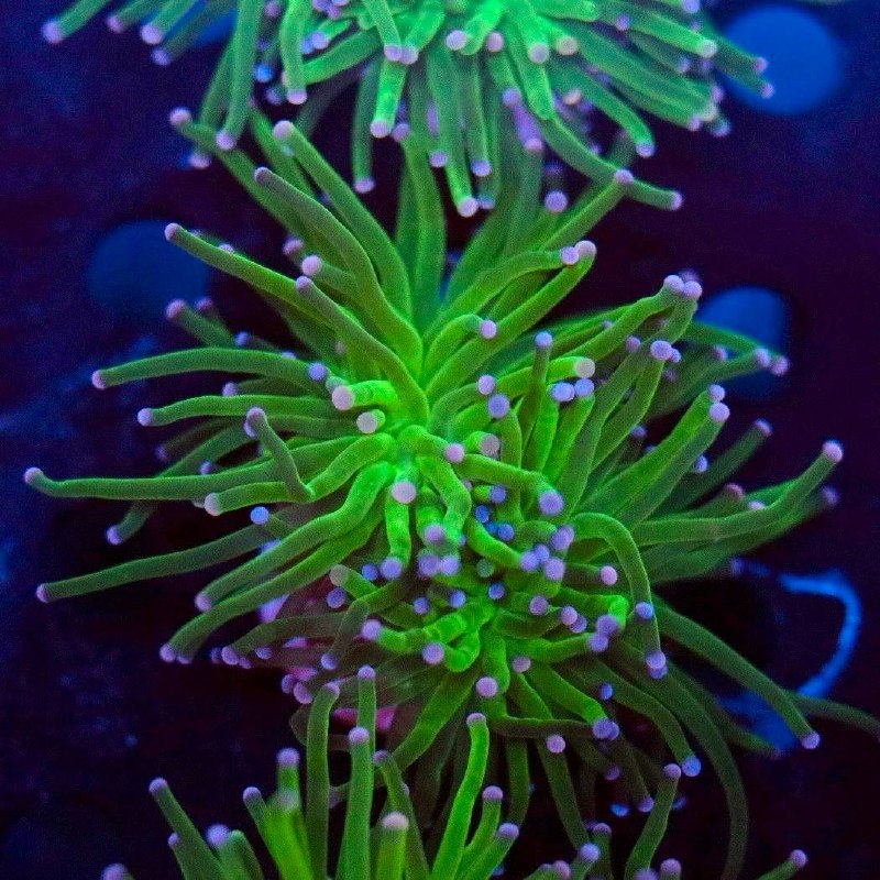 Green coral with elongated tentacles and pale purple tips