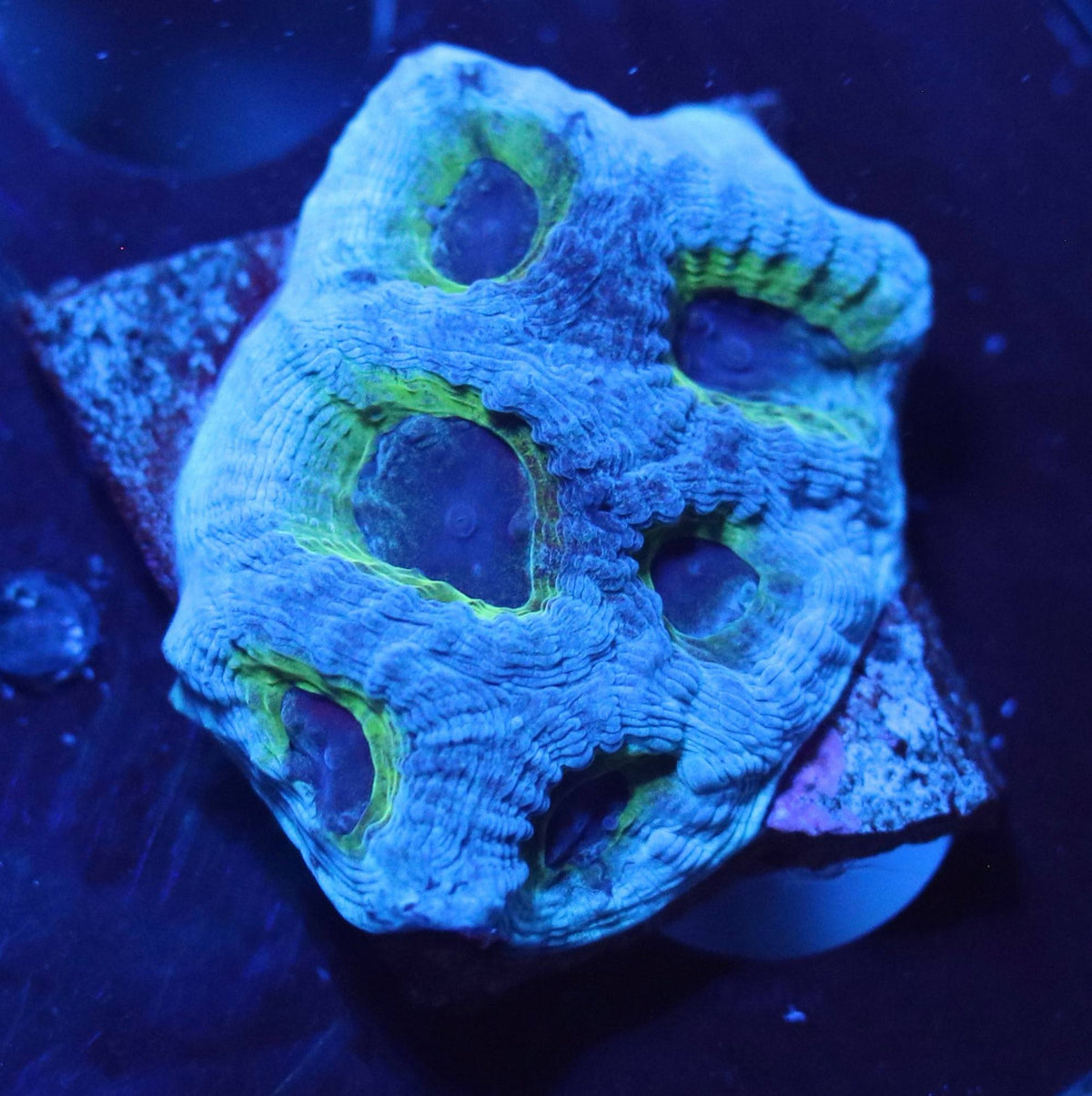 Blue-lit close-up of the listed mini colony with pale blue-gray ridges and green accents.