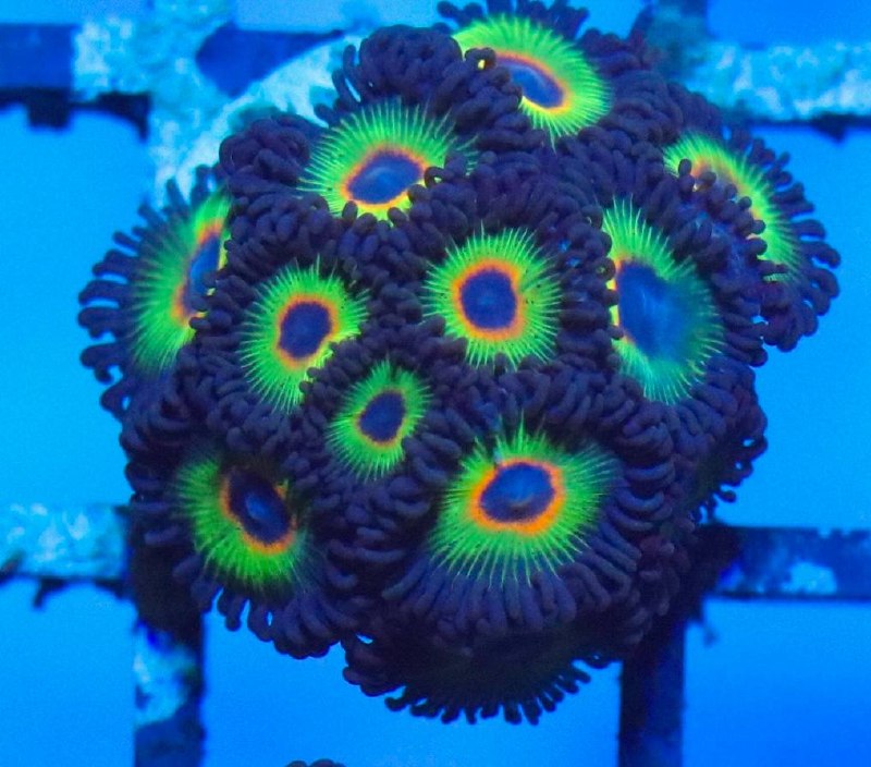 Zoanthid coral frag with bright green oral discs, orange rings, and dark tentacles under blue aquarium lighting.