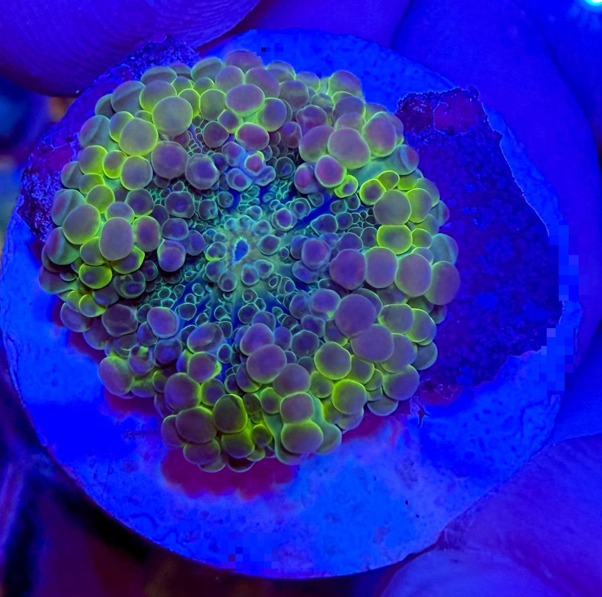 Ricordea frag with rounded bubble-like texture, green fluorescent edges, and purple-toned centers under blue aquarium lighting.