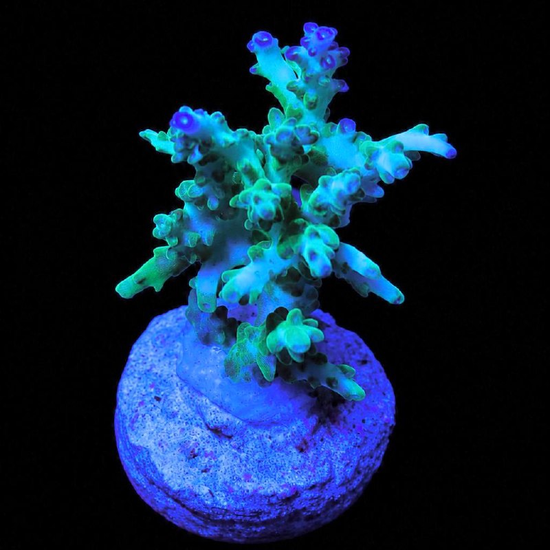 Blue, green, and violet branching coral displayed on a round plug against a black background.