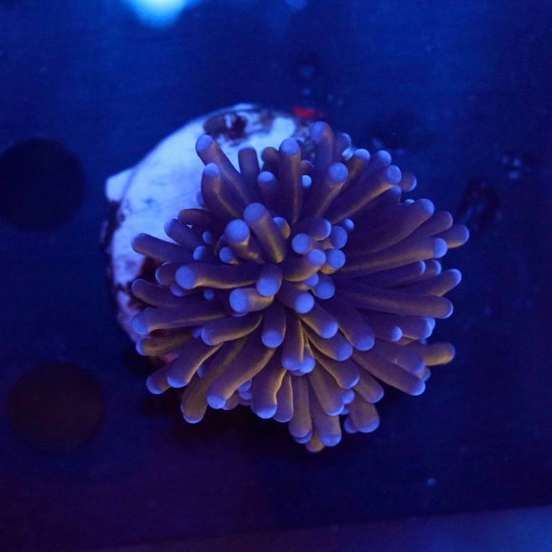 Close-up of a gold-toned coral with pale tips under blue aquarium lighting.