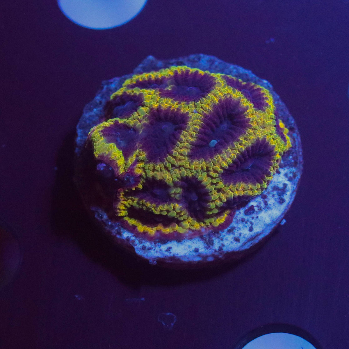 Wolverine Favia mini colony showing purple and yellow-green patterning under blue aquarium lighting.