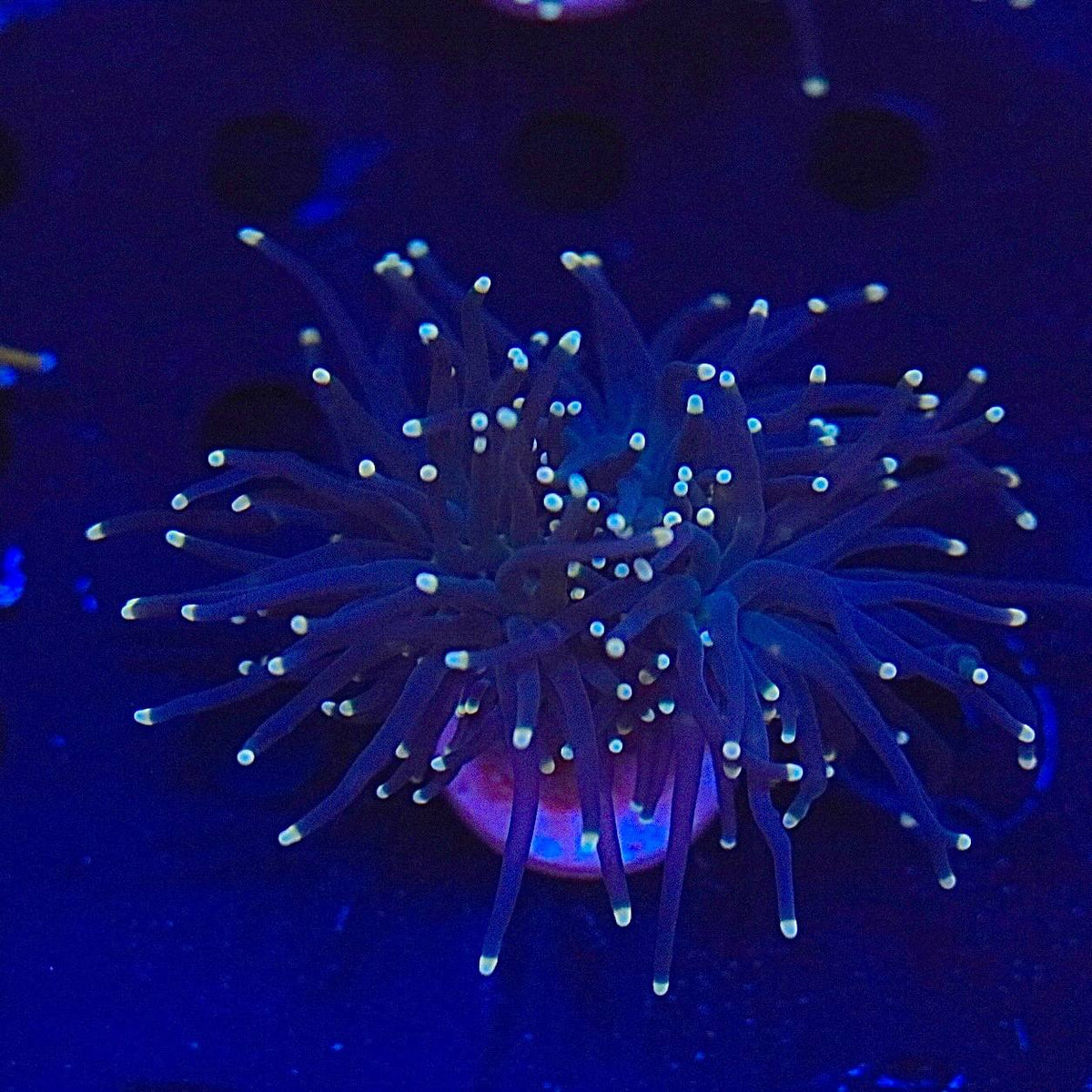 Blue-lit aquarium image of the Black Torch frag, showing dark tentacles with pale greenish-looking tips.