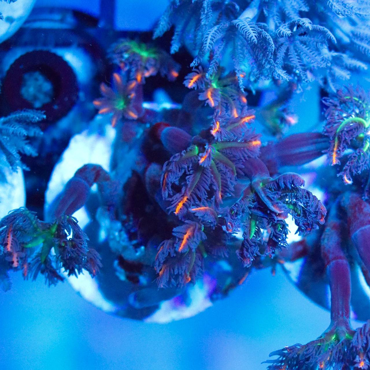 WYSIWYG coral mini colony with visible green and orange accents under blue aquarium lighting.