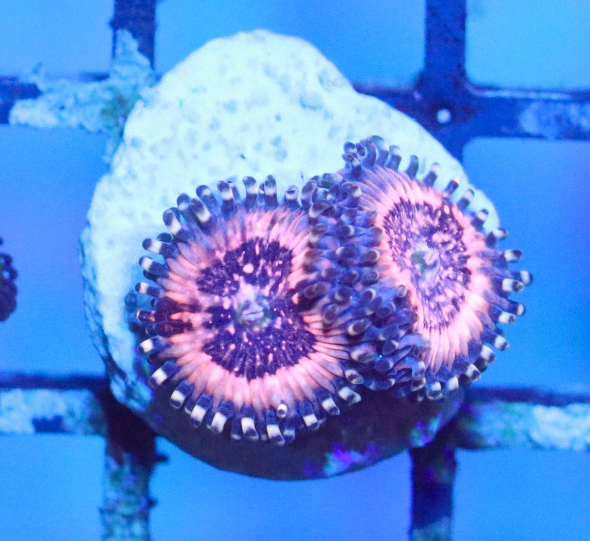 Pink and dark patterned zoanthid frag under blue aquarium lighting.