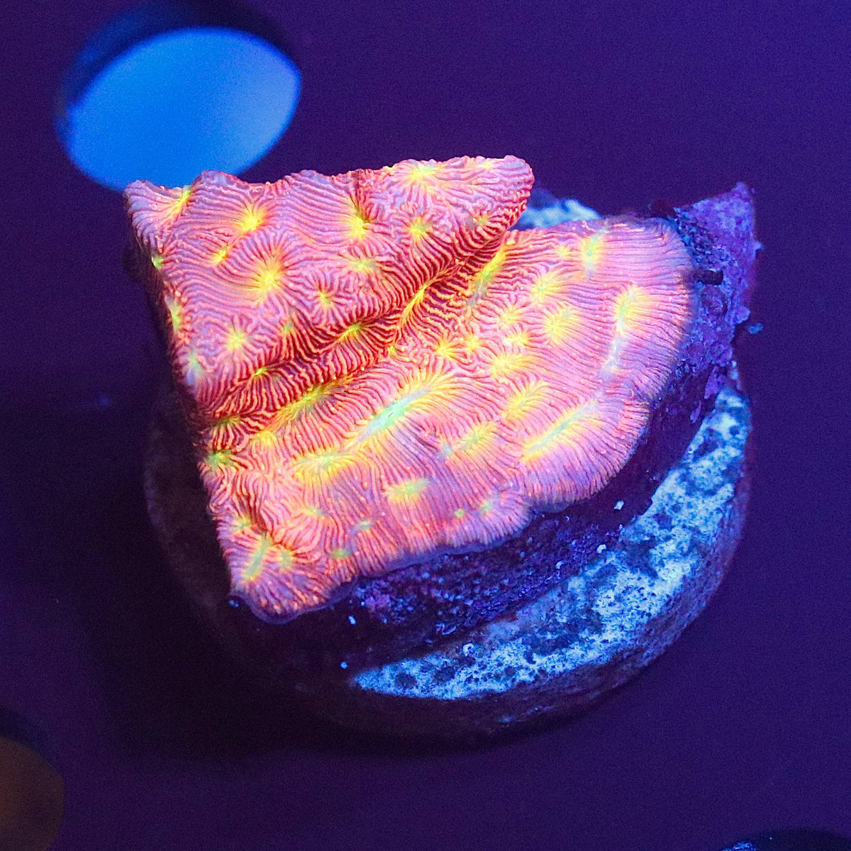 WYSIWYG coral frag displaying pink and orange ridged patterning with bright yellow-green centers under blue aquarium lighting.