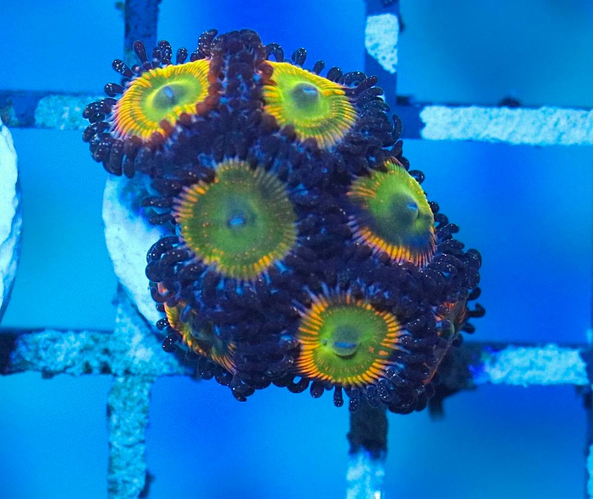 WYSIWYG zoanthid coral frag with green centers, yellow and orange rings, and dark purple tentacles under blue aquarium lighting.