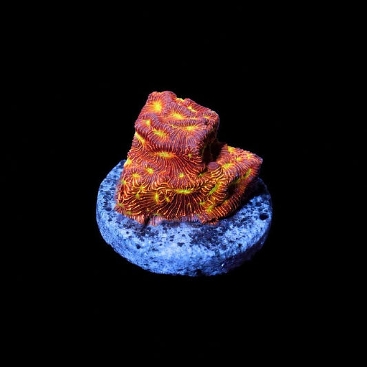 WYSIWYG coral frag showing orange-red tones, yellow-green details, and fine striped patterning on a circular base.