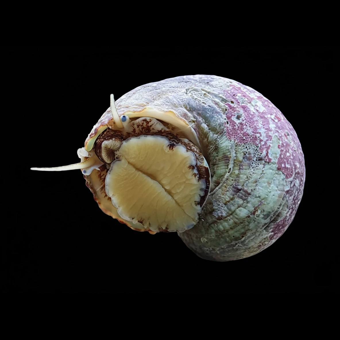 Live invertebrate with a rounded pale gray-green and purple-pink shell and a cream-colored body against a black background.