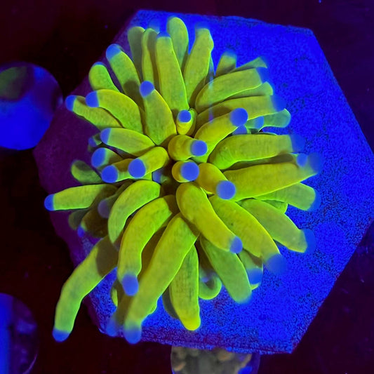 WYSIWYG coral frag with yellow-green tentacles and blue-toned tips under blue aquarium lighting.