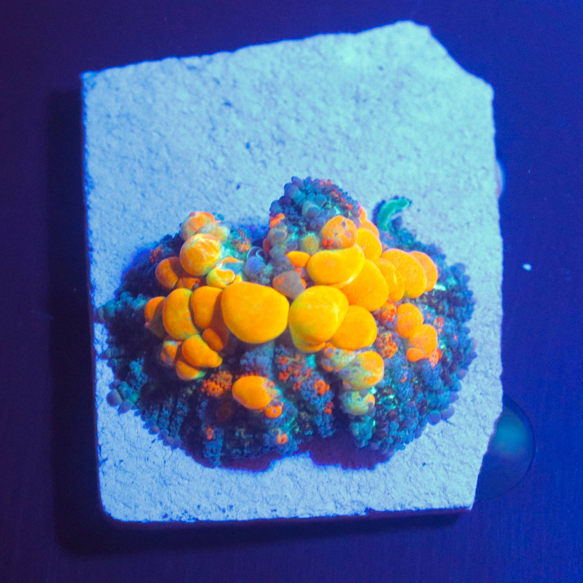 WYSIWYG coral colony with prominent orange rounded tissue and teal-green areas under blue aquarium lighting.