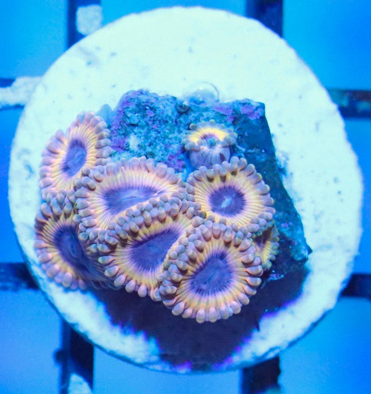 Zoanthid frag with pale yellow, peach, and purple-toned polyps under blue aquarium lighting.