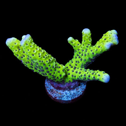 WYSIWYG coral frag with bright green coloration, darker purple spots, and pale tips on a round base.