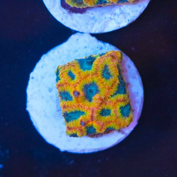 WYSIWYG coral with orange and yellow coloration, green accents, and blue-green centers under blue aquarium lighting.