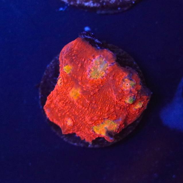 WYSIWYG coral frag with a vivid red-orange appearance and yellow-green areas under blue aquarium lighting.