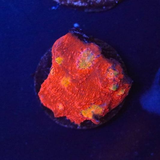 WYSIWYG coral frag with a vivid red-orange appearance and yellow-green areas under blue aquarium lighting.