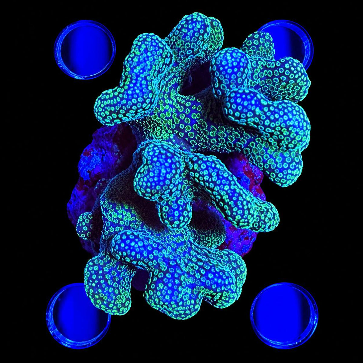 WYSIWYG coral mini colony with blue and green patterned appearance under blue lighting.