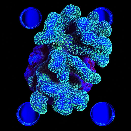 WYSIWYG coral mini colony with blue and green patterned appearance under blue lighting.