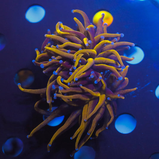 Golden Torch