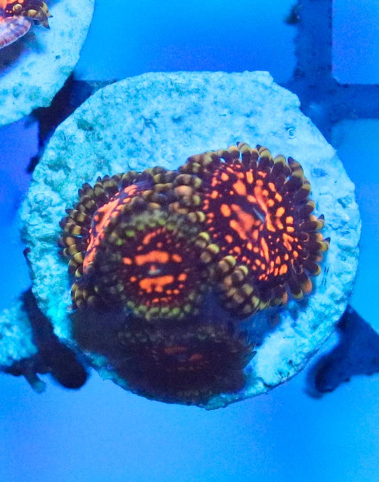 WYSIWYG zoanthid frag with orange patterning, dark tones, and green-toned accents under blue aquarium lighting.