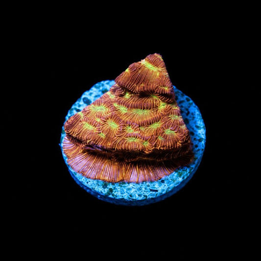 WYSIWYG coral frag with orange-red tissue, bright green centers, and fine contrasting lines on a blue round base.