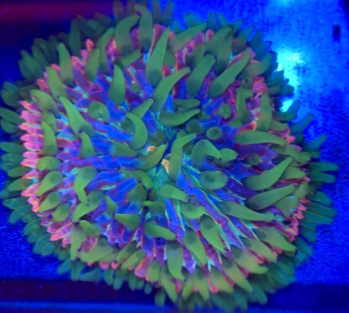 Rainbow Platy coral colony with green, pink, purple, and blue-visible colors under blue aquarium lighting.