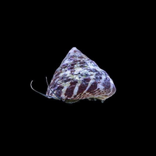 Live invertebrate with a conical shell patterned in cream and dark reddish brown.