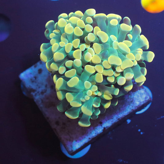 WYSIWYG coral mini-colony with green tissue and bright yellow rounded tips under aquarium lighting.