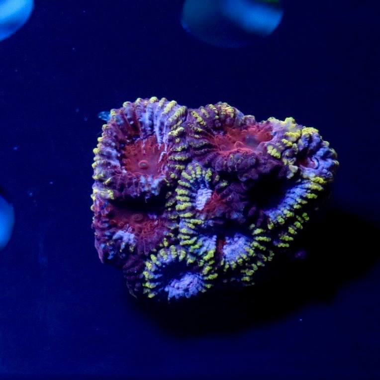 Coral frag with purple, pink, red, blue, and yellow-green coloration under blue lighting.