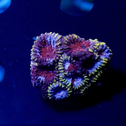 Coral frag with purple, pink, red, blue, and yellow-green coloration under blue lighting.