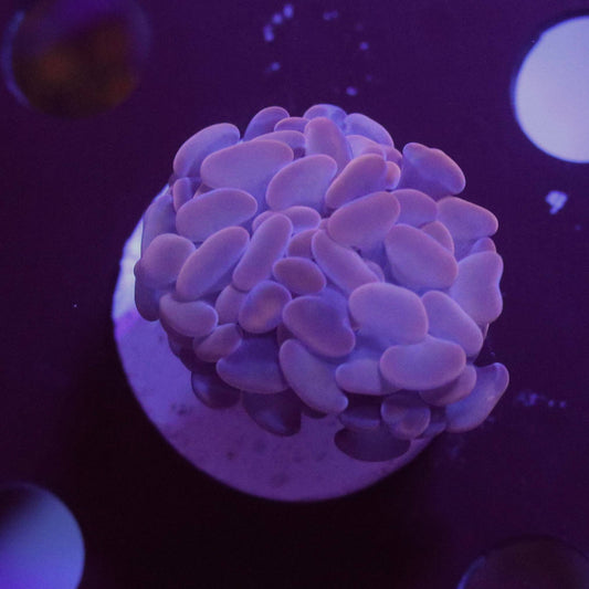 Pink to lavender coral frag photographed under blue-violet aquarium lighting.
