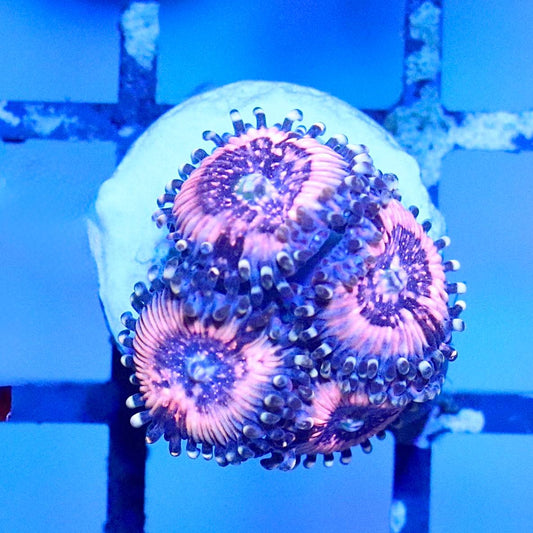 WYSIWYG zoanthid frag with pink radial markings and dark purple-blue centers under blue aquarium lighting.
