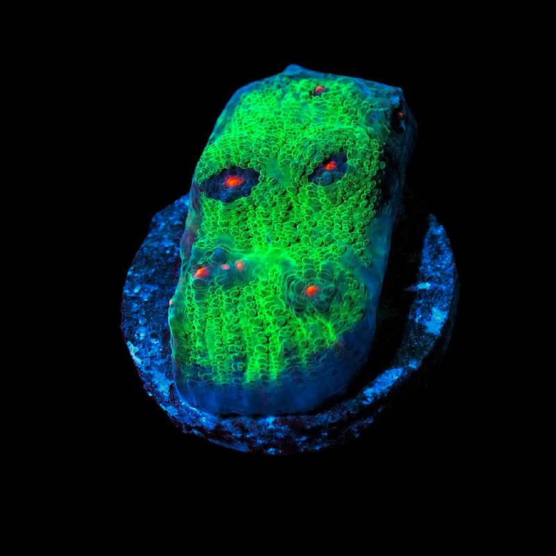 WYSIWYG coral frag with bright green, blue, and orange-red visible coloration on a dark round base.