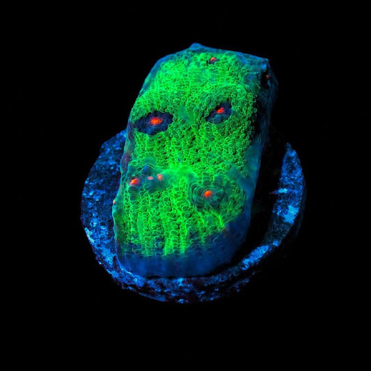 WYSIWYG coral frag with bright green, blue, and orange-red visible coloration on a dark round base.
