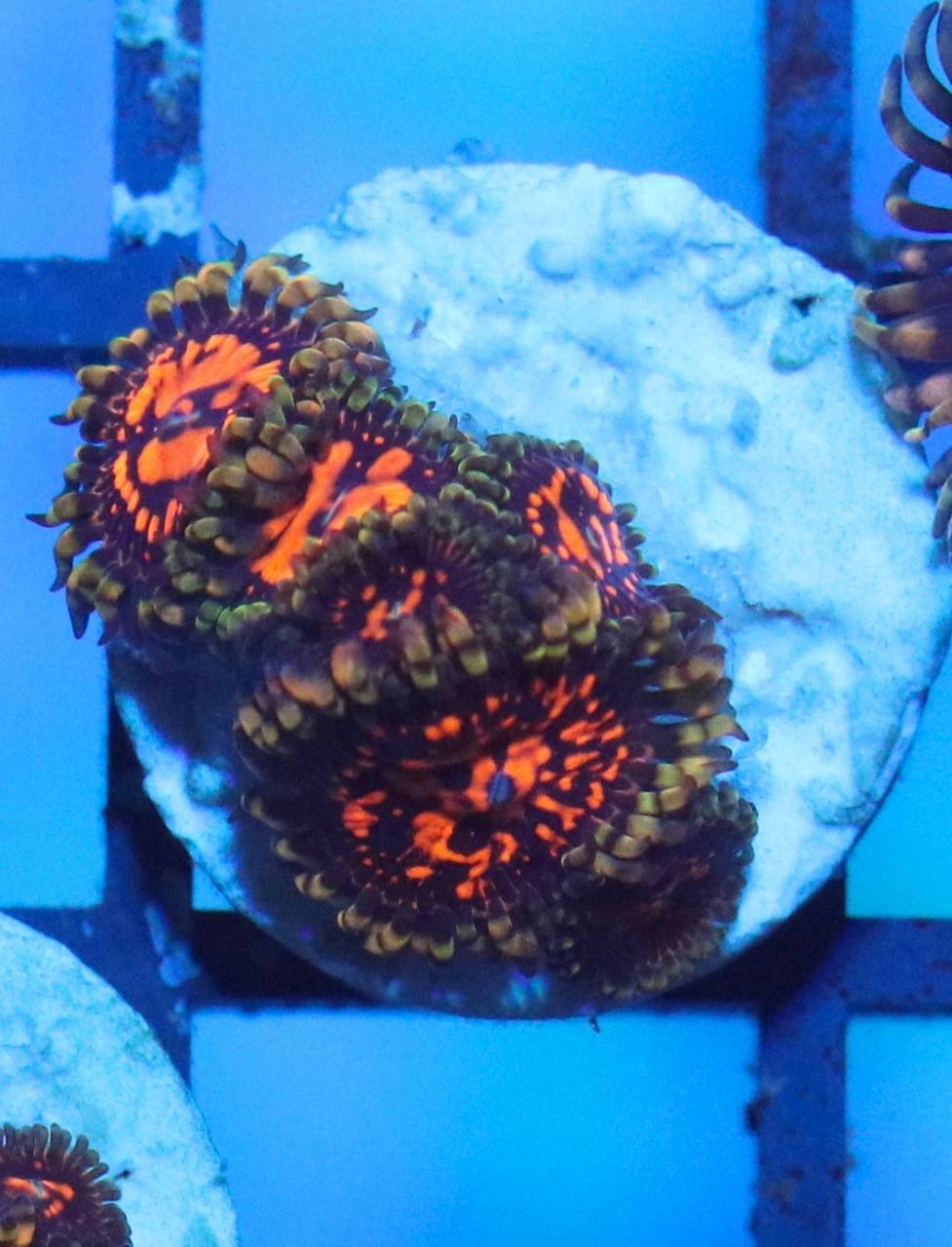 Close-up of a zoanthid frag with orange patterned centers, dark discs, and olive-green outer tones under blue aquarium lighting.
