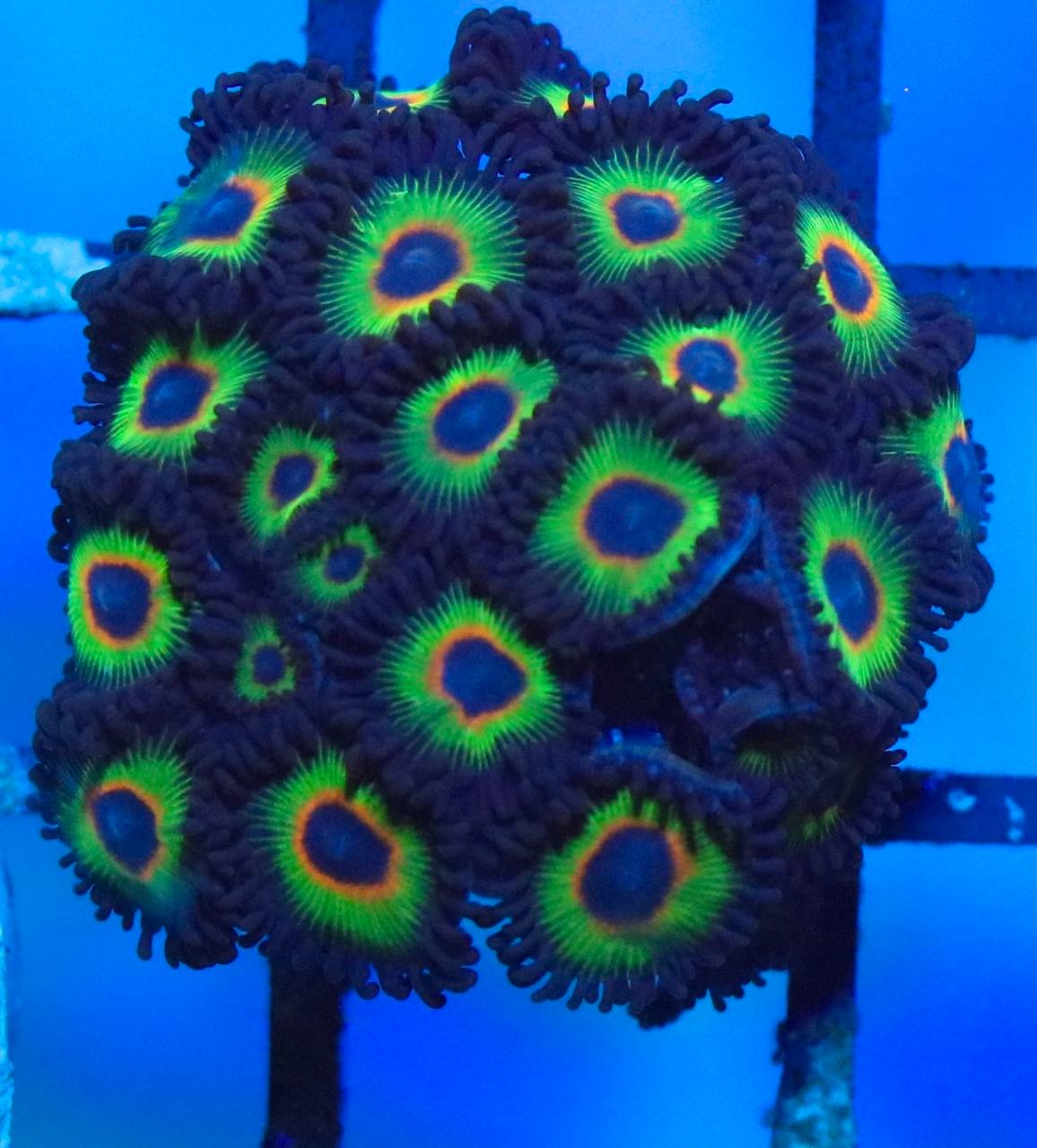 Photographed zoanthid mini colony with green, orange, and dark coloration.
