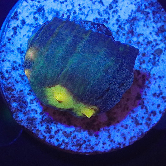 Sundrop Chalice frag with dark green and yellow-green visible areas under blue aquarium lighting