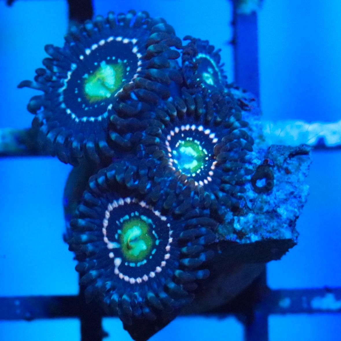 Close-up of the photographed coral frag with dark blue-purple tentacles, green centers, and pale dotted rings under blue lighting.