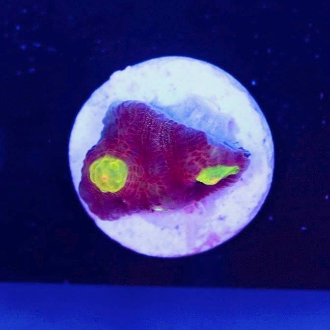 WYSIWYG coral frag with pink-magenta tissue and bright yellow-green visible areas on a white round plug under blue lighting.