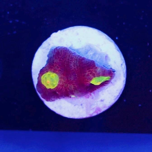 WYSIWYG coral frag with pink-magenta tissue and bright yellow-green visible areas on a white round plug under blue lighting.