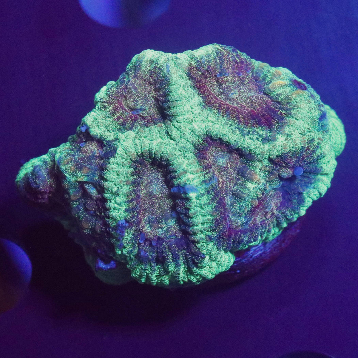 RKC Glitter Favia mini colony showing fluorescent green and purple-toned areas with fine speckling under blue aquarium lighting.