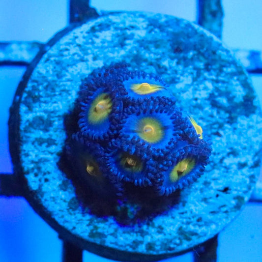 Blue-purple polyps with yellow centers on a round frag plug under blue aquarium lighting.