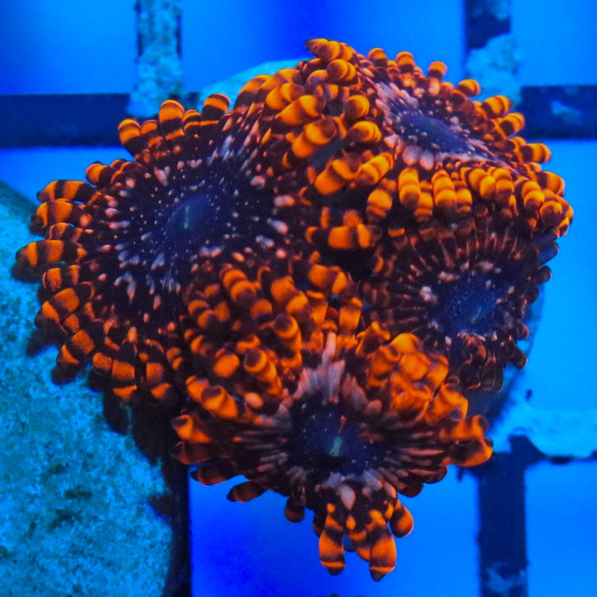 WYSIWYG zoanthid frag with dark coloration and orange accents under blue aquarium lighting.
